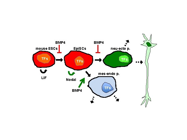 BMP 4 mouse ESCs BMP 4 Epi. SCs TFs neu-ecto p. TFs mes-endo p.