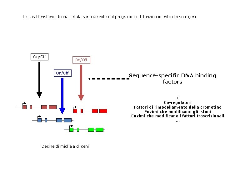 Le caratteristiche di una cellula sono definite dal programma di funzionamento dei suoi geni