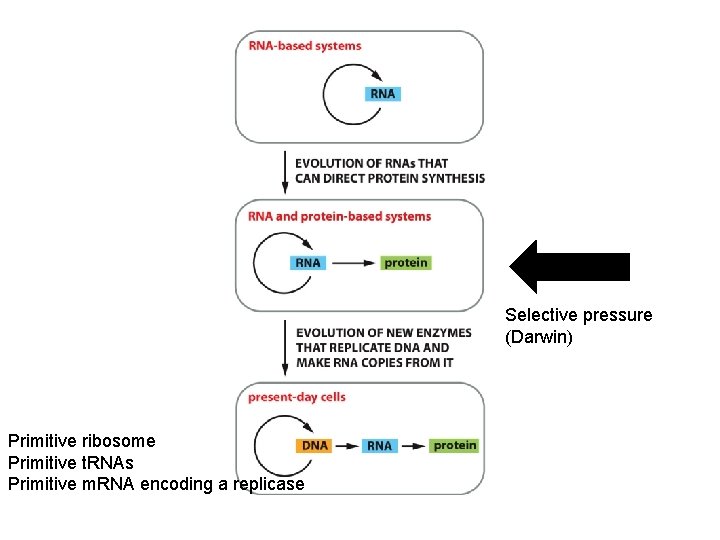Selective pressure (Darwin) Primitive ribosome Primitive t. RNAs Primitive m. RNA encoding a replicase