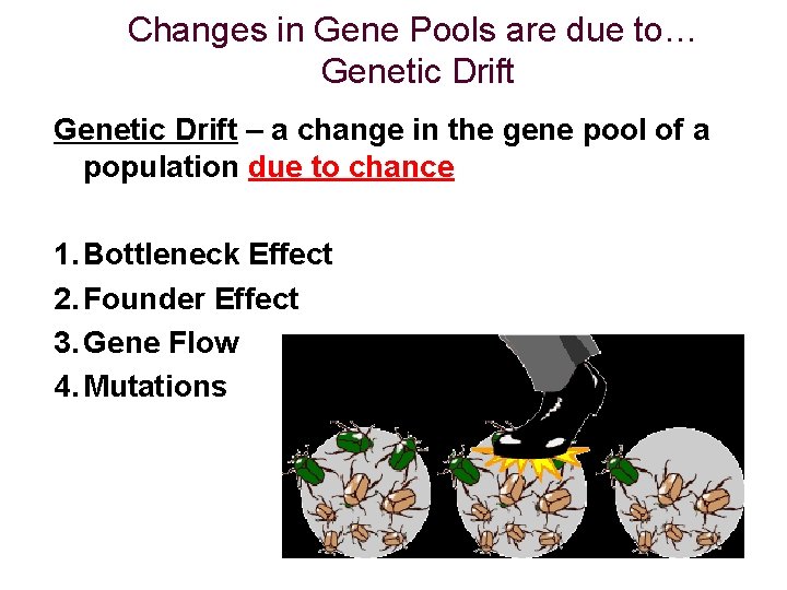Changes in Gene Pools are due to… Genetic Drift – a change in the
