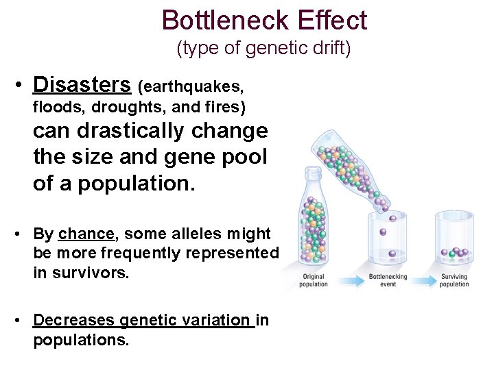 Bottleneck Effect (type of genetic drift) • Disasters (earthquakes, floods, droughts, and fires) can