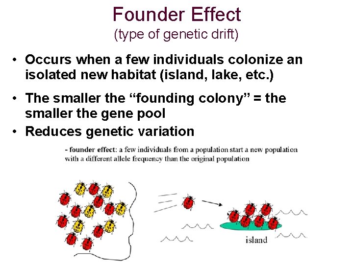 Founder Effect (type of genetic drift) • Occurs when a few individuals colonize an