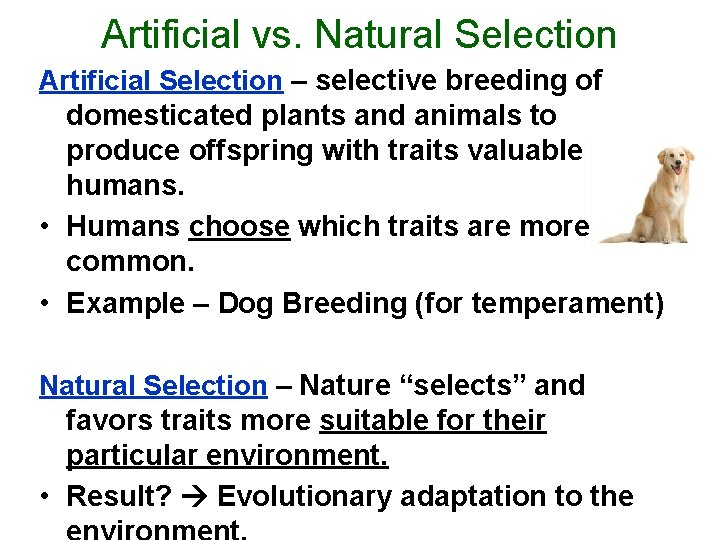 Artificial vs. Natural Selection Artificial Selection – selective breeding of domesticated plants and animals
