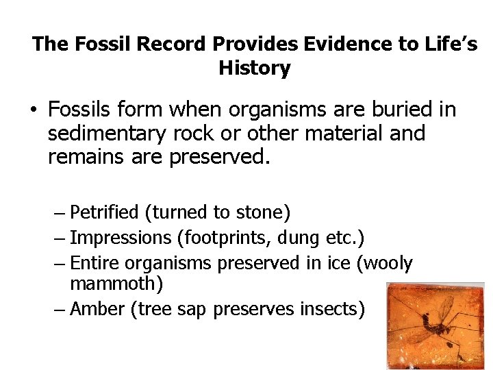 The Fossil Record Provides Evidence to Life’s History • Fossils form when organisms are