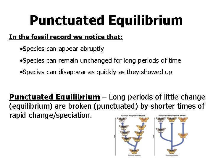 Punctuated Equilibrium In the fossil record we notice that: • Species can appear abruptly