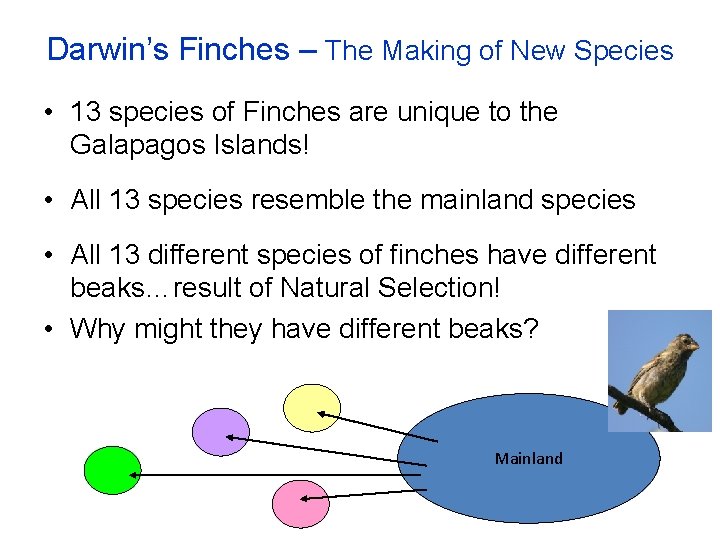 Darwin’s Finches – The Making of New Species • 13 species of Finches are