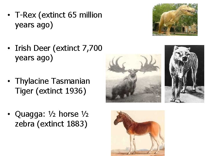  • T-Rex (extinct 65 million years ago) • Irish Deer (extinct 7, 700