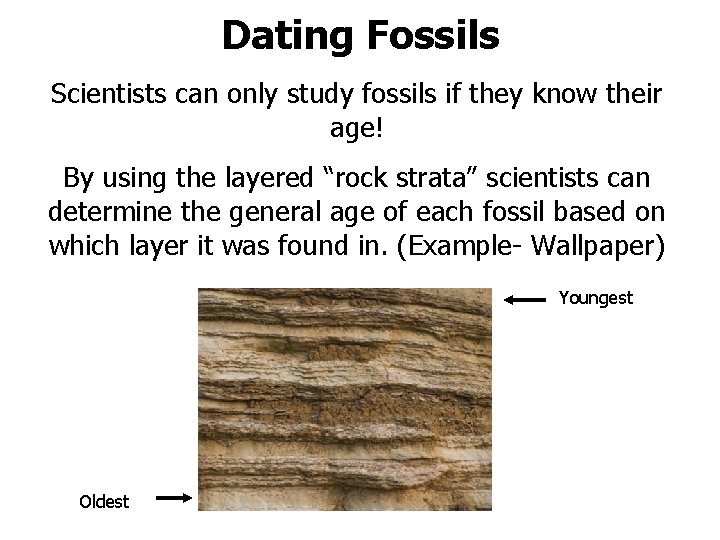 Dating Fossils Scientists can only study fossils if they know their age! By using
