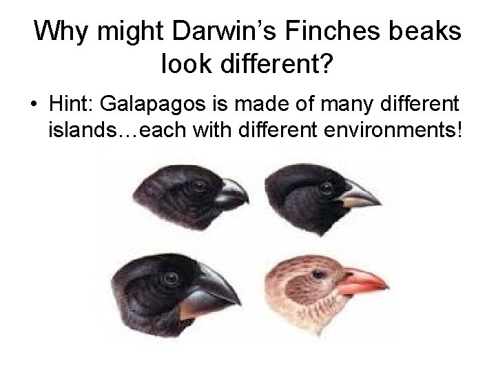Why might Darwin’s Finches beaks look different? • Hint: Galapagos is made of many
