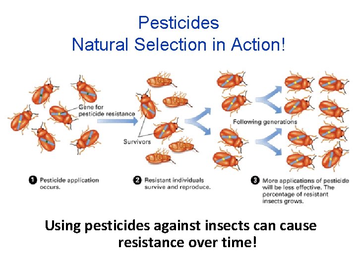 Pesticides Natural Selection in Action! Using pesticides against insects can cause resistance over time!