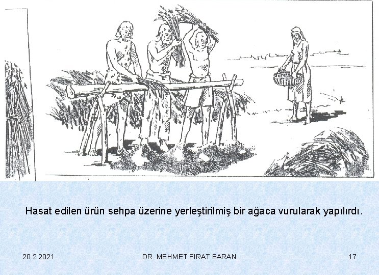 Hasat edilen ürün sehpa üzerine yerleştirilmiş bir ağaca vurularak yapılırdı. 20. 2. 2021 DR.