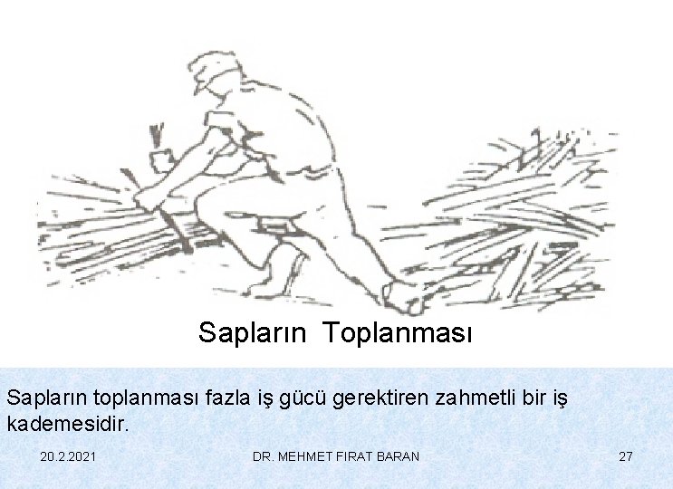 Sapların Toplanması Sapların toplanması fazla iş gücü gerektiren zahmetli bir iş kademesidir. 20. 2.
