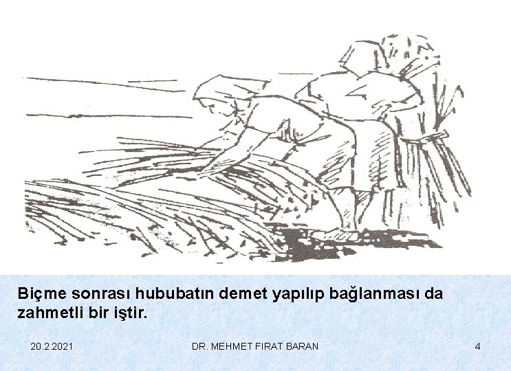 Biçme sonrası hububatın demet yapılıp bağlanması da zahmetli bir iştir. 20. 2. 2021 DR.