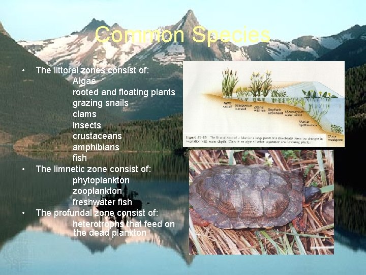 Common Species • The littoral zones consist of: Algae rooted and floating plants grazing
