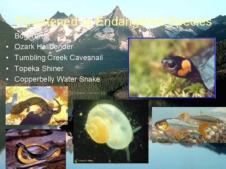 Threatened or Endangered Species • • Bog Turtle Ozark Hellbender Tumbling Creek Cavesnail Topeka
