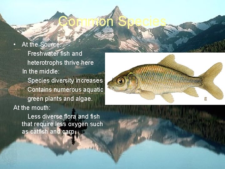 Common Species • At the Source: Freshwater fish and heterotrophs thrive here In the