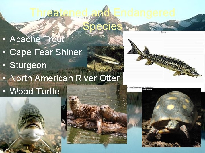 Threatened and Endangered Species • • • Apache Trout Cape Fear Shiner Sturgeon North