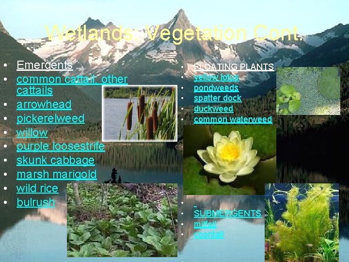 Wetlands: Vegetation Cont. • Emergents • common cattail; other cattails • arrowhead • pickerelweed Wetlands: Vegetation Cont. • Emergents • common cattail; other cattails • arrowhead • pickerelweed
