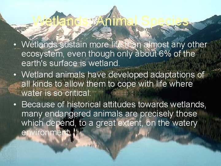 Wetlands: Animal Species • Wetlands sustain more life than almost any other ecosystem, even