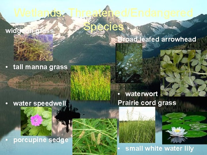 Wetlands: Threatened/Endangered Species widgeon grass Broad leafed arrowhead • tall manna grass • water