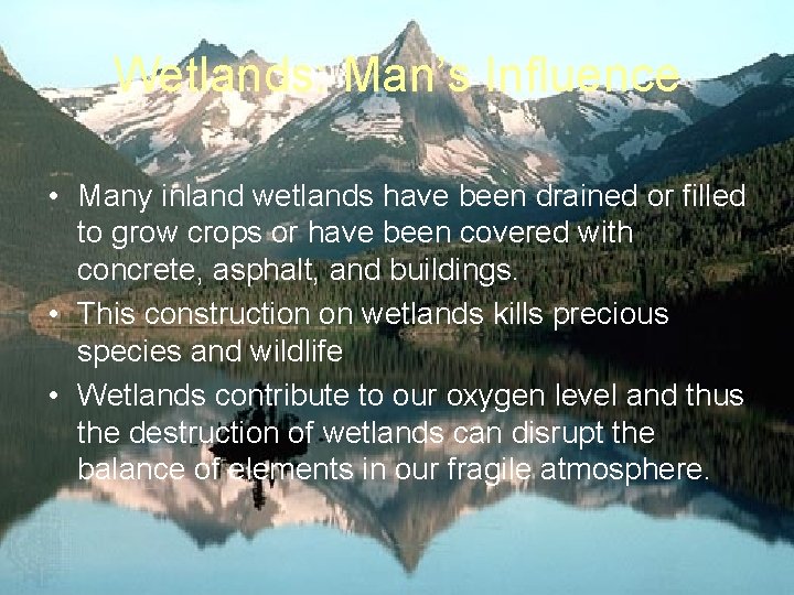 Wetlands: Man’s Influence • Many inland wetlands have been drained or filled to grow