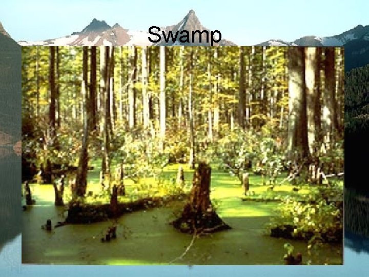 Swamp Swamp