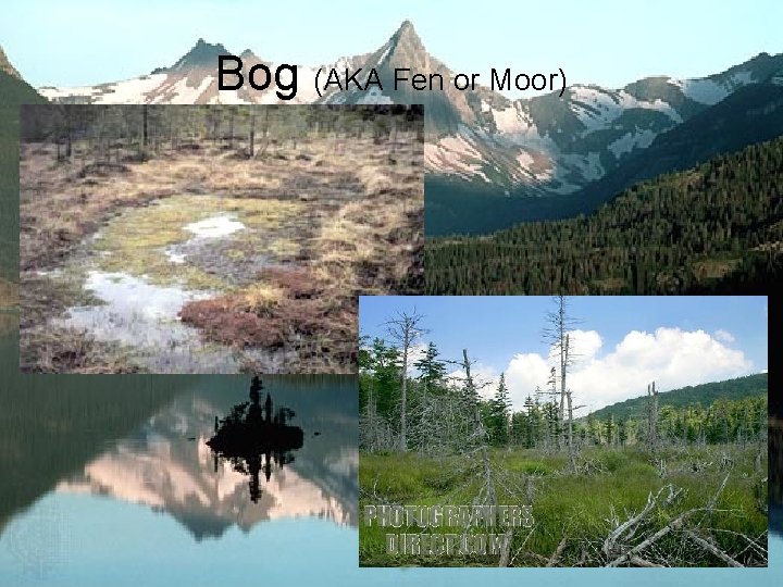 Bog (AKA Fen or Moor) 