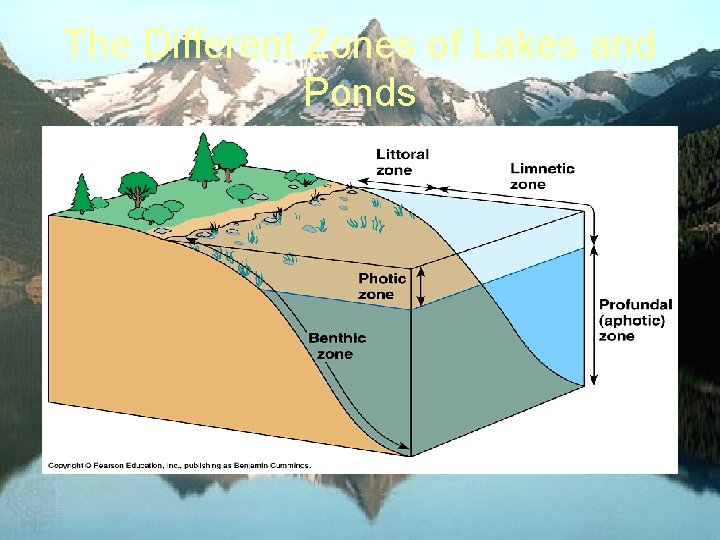 The Different Zones of Lakes and Ponds 