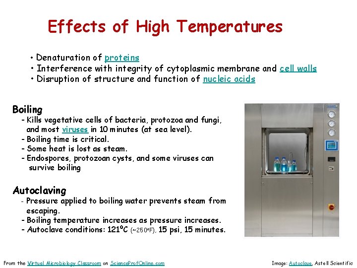 Effects of High Temperatures • Denaturation of proteins • Interference with integrity of cytoplasmic