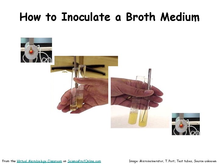 How to Inoculate a Broth Medium From the Virtual Microbiology Classroom on Science. Prof.