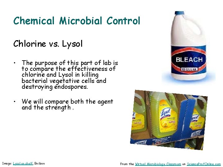 Chemical Microbial Control Chlorine vs. Lysol • The purpose of this part of lab
