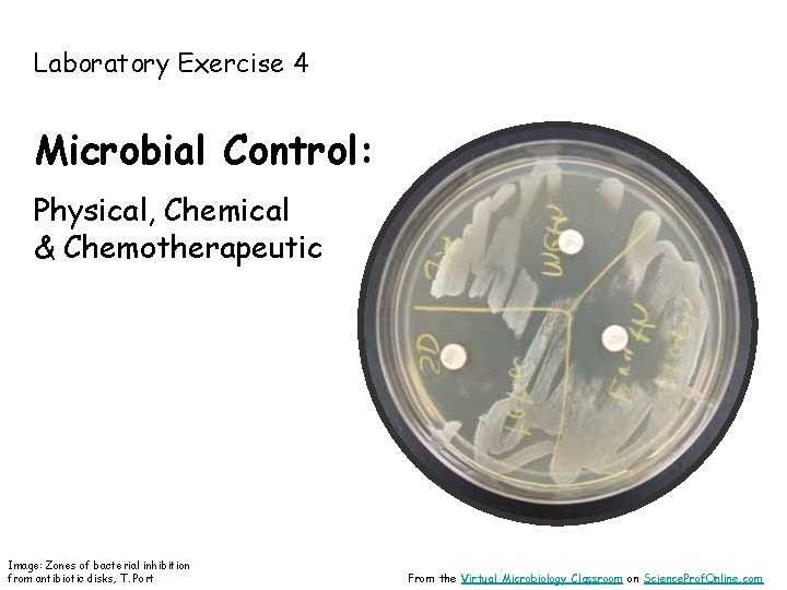 Laboratory Exercise 4 Microbial Control: Physical, Chemical & Chemotherapeutic Image: Zones of bacterial inhibition