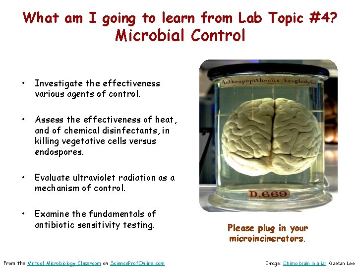 What am I going to learn from Lab Topic #4? Microbial Control • Investigate