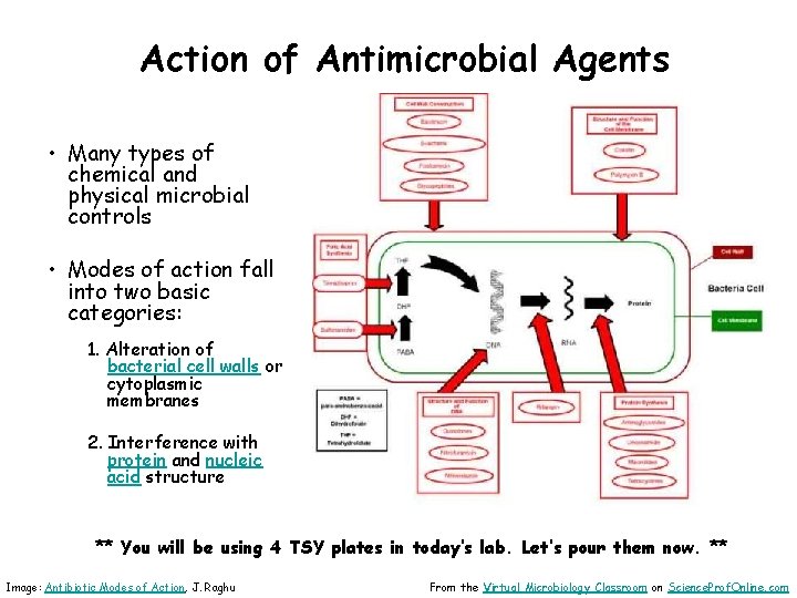 Action of Antimicrobial Agents • Many types of chemical and physical microbial controls •