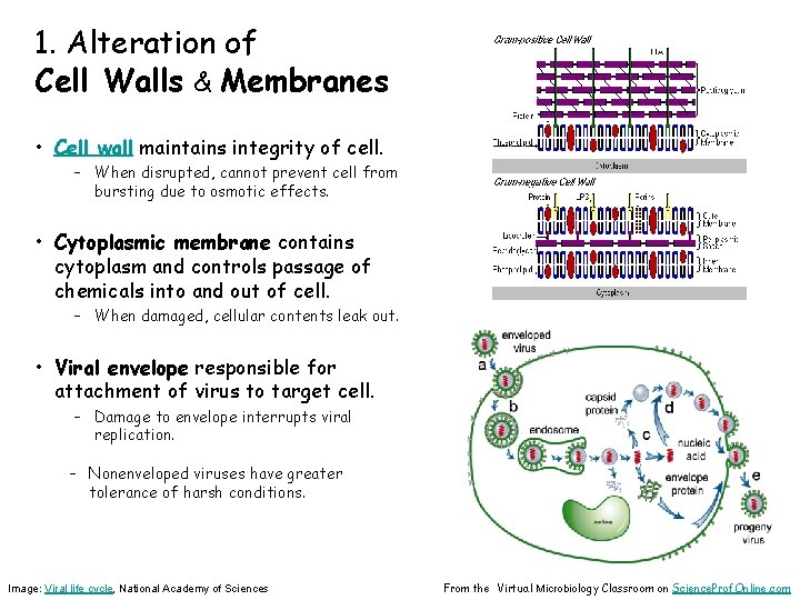 1. Alteration of Cell Walls & Membranes • Cell wall maintains integrity of cell.