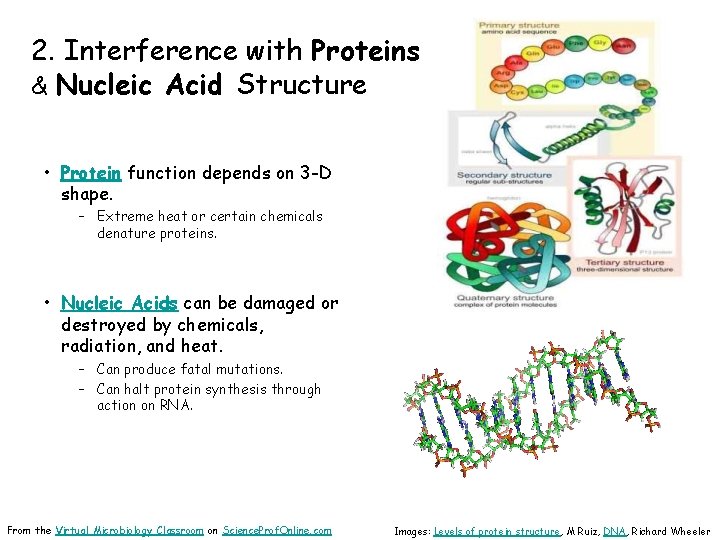 2. Interference with Proteins & Nucleic Acid Structure • Protein function depends on 3