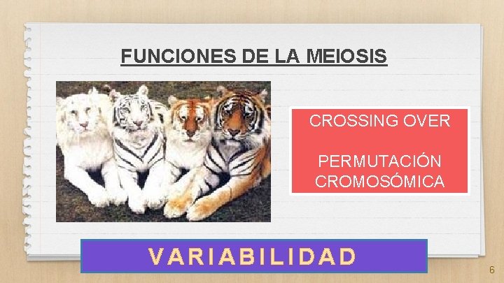 FUNCIONES DE LA MEIOSIS CROSSING OVER PERMUTACIÓN CROMOSÓMICA VARIABILIDAD 6 
