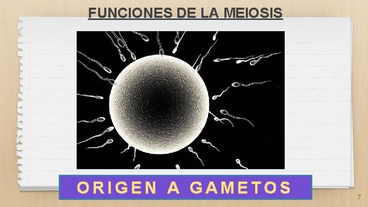 FUNCIONES DE LA MEIOSIS ORIGEN A GAMETOS 7 