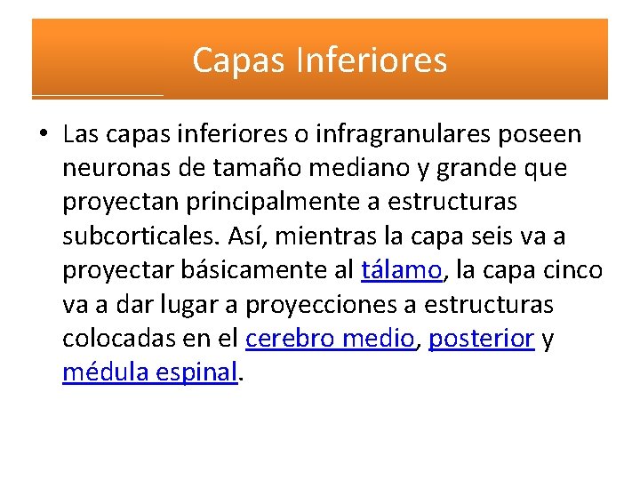 Capas Inferiores • Las capas inferiores o infragranulares poseen neuronas de tamaño mediano y