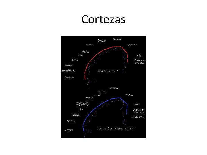 Cortezas 