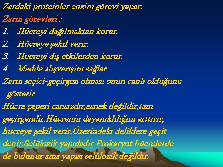 Zardaki proteinler enzim görevi yapar. Zarın görevleri : 1. Hücreyi dağılmaktan korur. 2. Hücreye