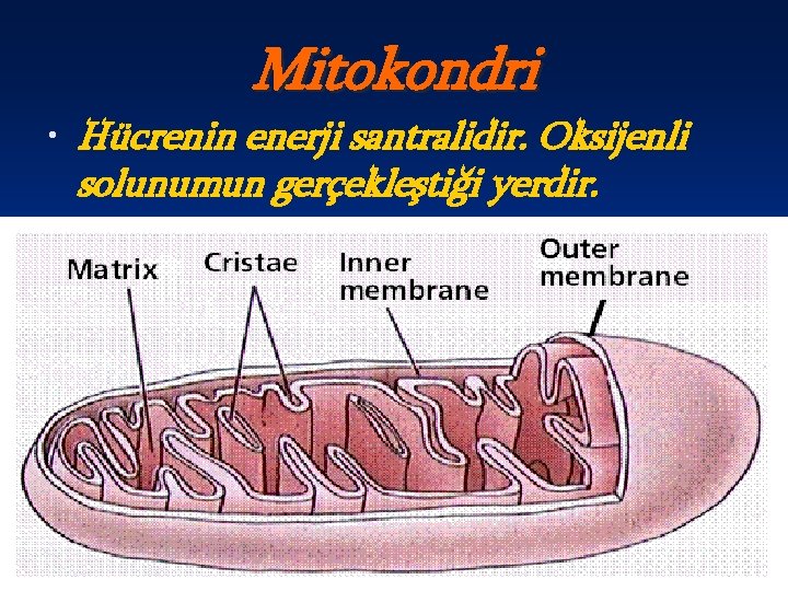 Mitokondri • Hücrenin enerji santralidir. Oksijenli solunumun gerçekleştiği yerdir. 