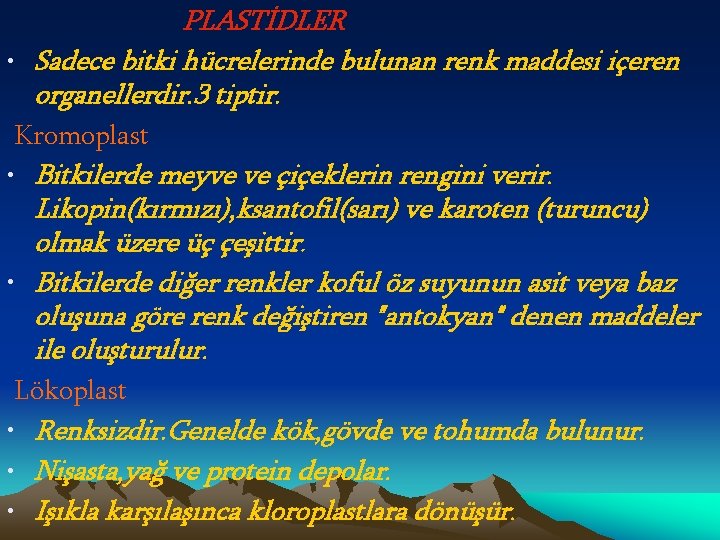 PLASTİDLER • Sadece bitki hücrelerinde bulunan renk maddesi içeren organellerdir. 3 tiptir. Kromoplast •