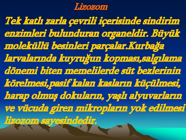 Lizozom Tek katlı zarla çevrili içerisinde sindirim enzimleri bulunduran organeldir. Büyük moleküllü besinleri parçalar.