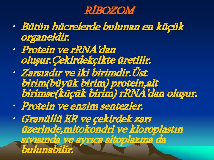  • • • RİBOZOM Bütün hücrelerde bulunan en küçük organeldir. Protein ve r.