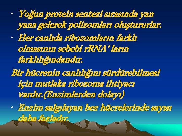  • Yoğun protein sentezi sırasında yana gelerek polizomları oluştururlar. • Her canlıda ribozomların