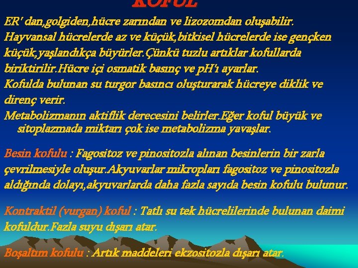 KOFUL ER' dan, golgiden, hücre zarından ve lizozomdan oluşabilir. Hayvansal hücrelerde az ve küçük,