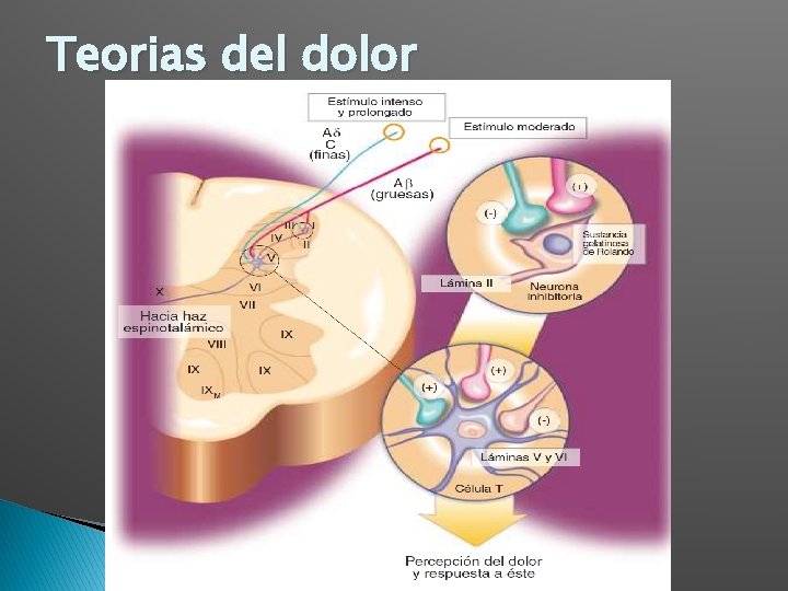 Teorias del dolor 