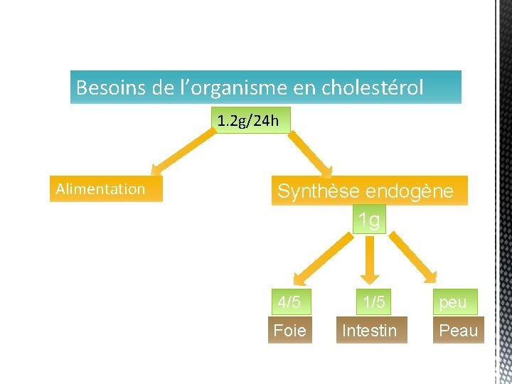 Besoins de l’organisme en cholestérol 1. 2 g/24 h Alimentation Synthèse endogène 1 g