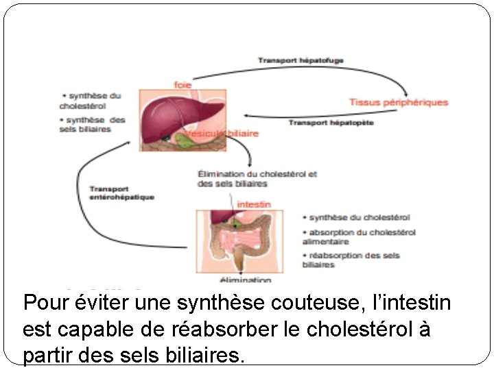 Les lipides sont absorbés dans le tube digestif puis apportés au niveau du foie